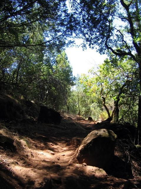 A winding dirt path surrounded by lush greenery, with trees arching overhead and sunlight filtering through the leaves. Large rocks are scattered along the trail, creating a natural and serene forest setting. Annadel State Park mountain bike trail.