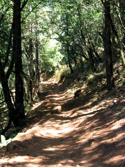 A narrow, winding dirt path surrounded by lush green trees in a forest setting, with dappled sunlight filtering through the leaves. Annadel State Park mountain bike trail.