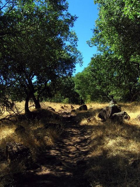 A sunlit path winding through a lush green landscape, flanked by trees and boulders, with golden grasses lining the edges under a clear blue sky. Annadel State Park mountain bike trail.