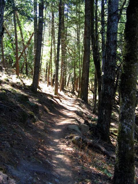 A narrow, winding dirt path leads through a forest filled with tall trees. Sunlight filters through the leaves, casting dappled shadows on the ground. The scene conveys a sense of tranquility and connection with nature. Annadel State Park mountain bike trail.