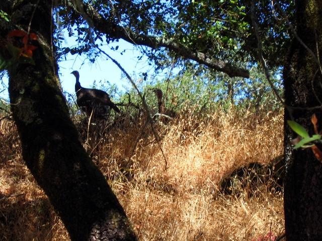 Two wild turkeys are seen in a grassy area, partially obscured by trees and foliage. The background features a blue sky and dappled sunlight filtering through the leaves, while the foreground includes dark tree trunks and golden dry grass. Annadel State Park mountain bike trail.