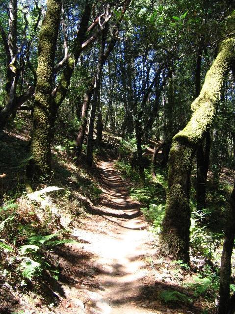 A winding dirt path through a lush forest, flanked by tall trees covered in moss. Sunlight filters through the canopy, casting dappled shadows on the ground and highlighting patches of greenery along the trail. Ferns and underbrush are visible on either side, creating a serene, natural environment. Annadel State Park mountain bike trail.