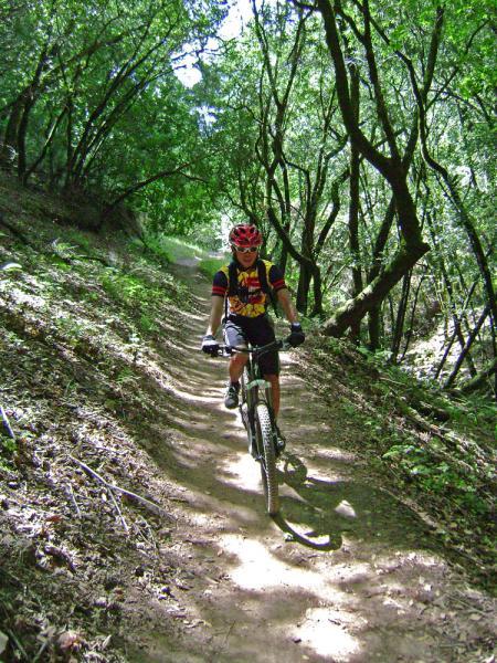 A mountain biker riding on a dirt trail surrounded by lush green trees and foliage. The cyclist is wearing a helmet and sunglasses, and is positioned on a well-worn path set in a forested area. Sunlight filters through the trees, creating a vibrant and active outdoor scene. Annadel State Park mountain bike trail.
