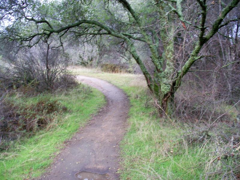 A winding dirt path meanders through a lush, green landscape, flanked by trees and underbrush. The scene is serene and natural, with grassy areas and a gentle curve in the trail leading into a softer-focus background. Granite Bay Trail mountain bike trail.