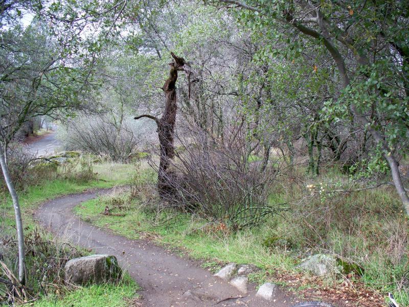 A winding dirt path leads through a wooded area with sparse greenery, surrounded by trees and underbrush. A gnarled, dry tree stands prominently along the path, contributing to the natural, serene landscape. A road is visible in the background, hinting at nearby access to the area. Granite Bay Trail mountain bike trail.