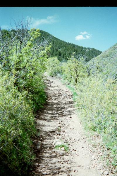 A dirt hiking trail winding through lush greenery and shrubs, flanked by hills and an open blue sky with a few clouds in the background. Deer Creek Canyon mountain bike trail.