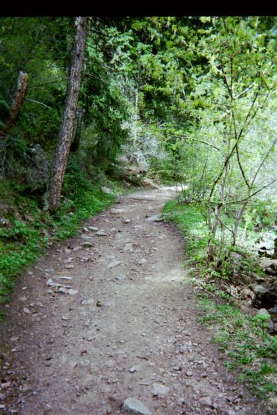 A winding dirt trail surrounded by lush greenery and trees, with rocky sections along the path. Sunlight filters through the foliage, creating a serene outdoor setting. Deer Creek Canyon mountain bike trail.