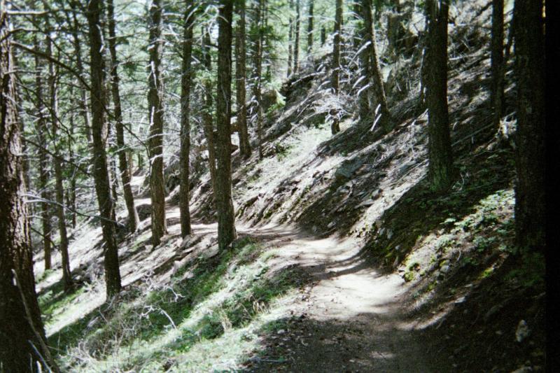 A winding dirt trail through a dense forest, surrounded by tall trees with green foliage. The path is slightly uneven and slopes gently downhill, with sunlight filtering through the branches creating dappled light on the ground. Deer Creek Canyon mountain bike trail.