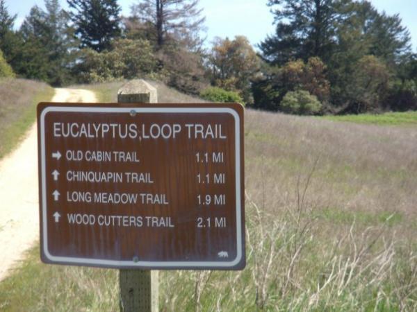 A trail sign indicating various hiking paths at Eucalyptus Loop Trail, surrounded by grassy fields and trees. Trails listed include Old Cabin Trail (1.1 miles), Chinquapin Trail (1.1 miles), Long Meadow Trail (1.9 miles), and Wood Cutters Trail (2.1 miles). Wilder Ranch State Park mountain bike trail.