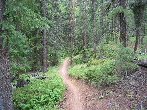 Winding dirt path through a lush forest with tall trees and greenery on either side. Colorado Trail: Green Mountain mountain bike trail.