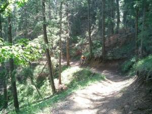 A winding dirt trail through a dense forest with tall trees and sunlight filtering through the leaves. A cyclist can be seen riding along the path, surrounded by greenery. Waterton Canyon mountain bike trail.
