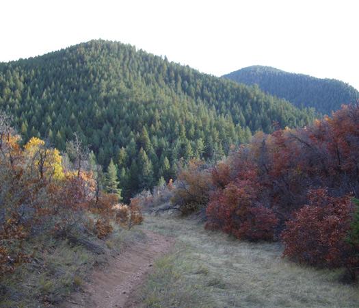 A scenic view of a wooded landscape featuring rolling hills covered in dense green trees. The foreground includes a winding dirt path surrounded by shrubs in autumn colors, with hints of red and orange foliage. The sky is light, creating a tranquil atmosphere in this natural setting. Waterton Canyon mountain bike trail.