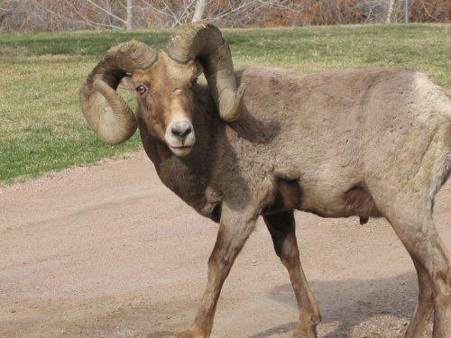 A bighorn sheep standing on a dirt path, showcasing its large, curved horns and a light brown coat. In the background, there is a grassy area and bare trees, indicating a natural outdoor setting. Waterton Canyon mountain bike trail.