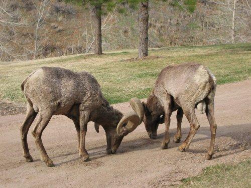 Two bighorn sheep are seen engaging in a head-butting behavior on a dirt path, surrounded by grass and trees in the background. Waterton Canyon mountain bike trail.