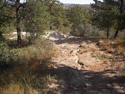 A winding dirt path through a forested area, surrounded by tall green trees and scattered shrubs, leading into the distance with a clear blue sky overhead. Palmer Park mountain bike trail.