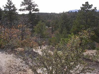 A scenic view of a forested landscape featuring various trees and shrubs, with a rocky terrain in the foreground and distant mountains partially visible under a gray sky. Palmer Park mountain bike trail.