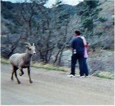 A mountain goat running along a dirt road, with two people standing nearby in a forested area. The background features trees and a natural landscape. Waterton Canyon mountain bike trail.