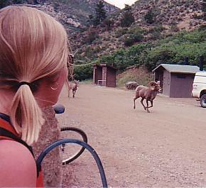 A person with long, blonde hair wearing sunglasses looks towards a dirt road where a ram is running. In the background, there are two small cabins and a parked vehicle, surrounded by mountainous scenery. Waterton Canyon mountain bike trail.