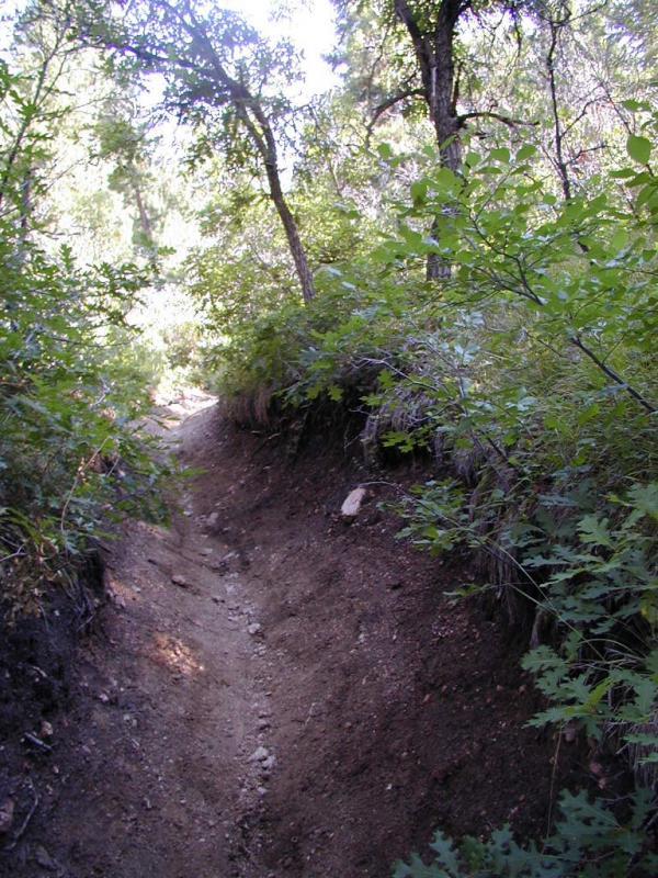 A narrow dirt trail winding through a dense area of green foliage and trees, with sunlight filtering through the leaves. Waterton Canyon mountain bike trail.