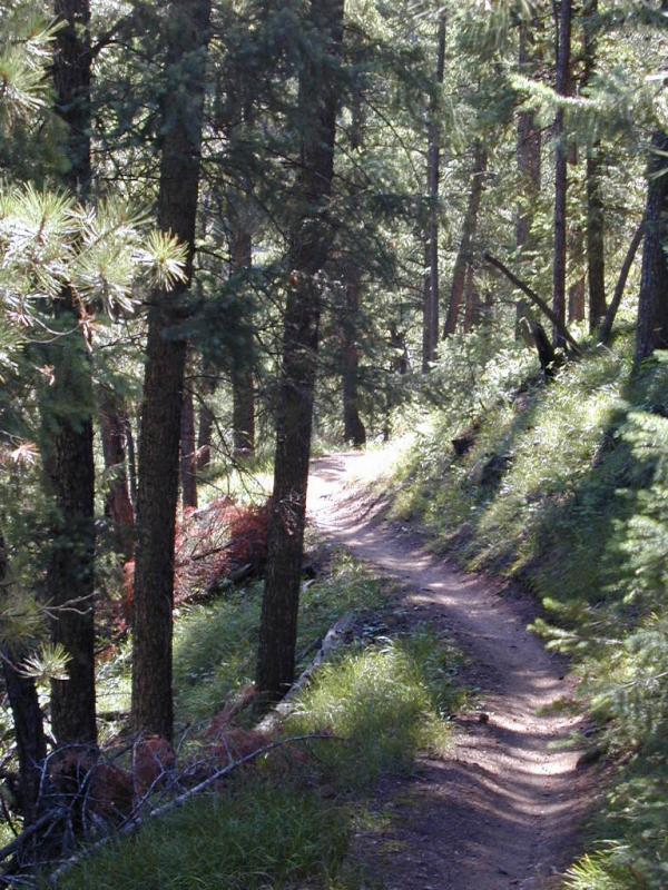 A winding dirt path through a dense forest, flanked by tall trees and lush greenery. Sunlight filters through the canopy, casting dappled shadows on the trail. Waterton Canyon mountain bike trail.