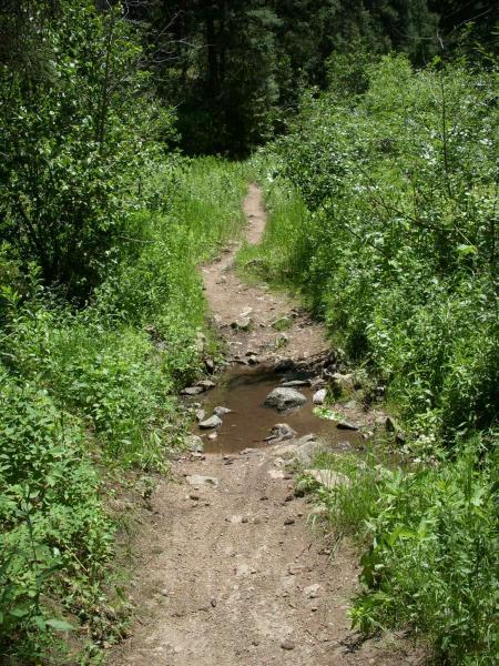 A narrow dirt path winding through lush green vegetation, with patches of sunlight filtering through the trees. A small puddle of water with a few rocks is visible along the trail, surrounded by tall grass and bushes on either side. Waterton Canyon mountain bike trail.