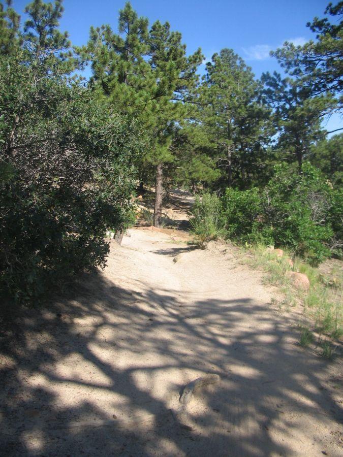 A sandy hiking trail meanders through a pine forest, surrounded by green foliage and trees under a clear blue sky. Shadows from the trees create a textured pattern on the ground, highlighting the natural beauty of the landscape. Palmer Park mountain bike trail.
