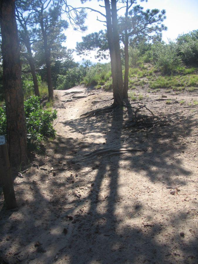 A winding dirt path surrounded by pine trees and greenery, with sunlight filtering through the branches, casting shadows on the ground. Palmer Park mountain bike trail.