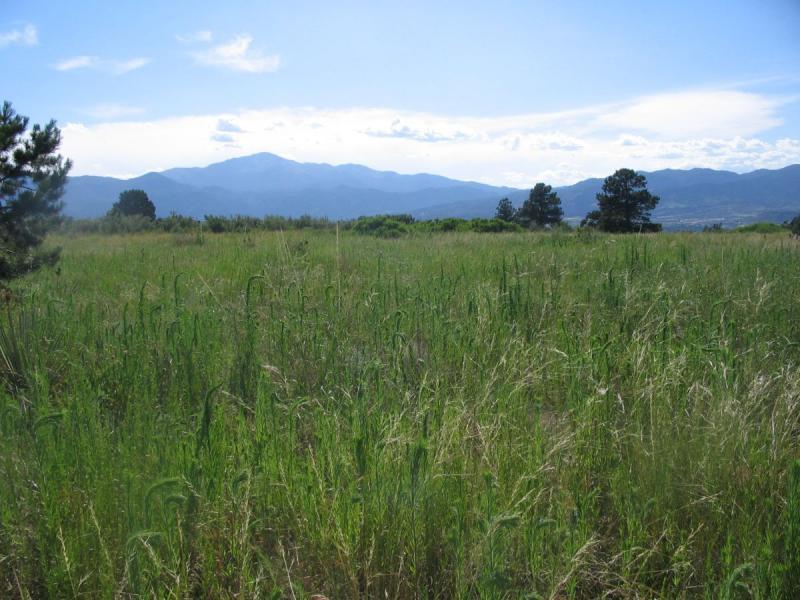 A scenic view of a grassy field with tall green grass, set against a backdrop of mountains under a clear blue sky with a few wispy clouds. Pine trees are visible on the left side of the image. Palmer Park mountain bike trail.