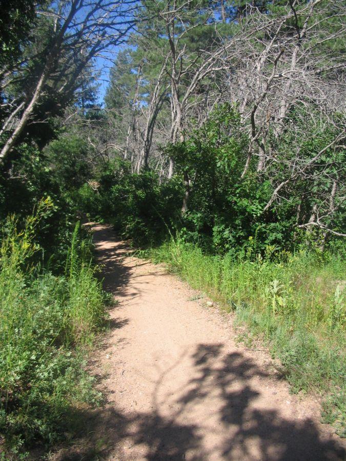 A narrow dirt path winding through a lush forest, surrounded by tall trees and dense green foliage under a clear blue sky. Sunlight dapples the trail, creating soft shadows on the ground. Palmer Park mountain bike trail.