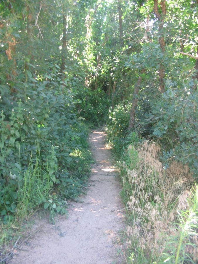 A narrow, winding dirt path surrounded by dense green foliage and trees, leading deeper into a natural wooded area. The sunlight filters through the leaves, creating a serene and inviting atmosphere. Palmer Park mountain bike trail.