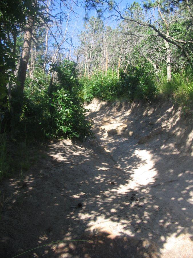 A narrow, sunlit dirt path winding through a lush forest. The ground is mostly sandy with patches of light and shadows cast by surrounding trees and underbrush, indicating a serene natural setting. Palmer Park mountain bike trail.
