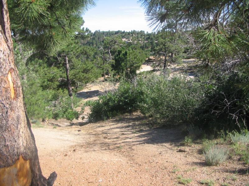 A view of a natural landscape featuring a sandy path leading downhill, surrounded by green shrubs and trees. The scene captures a mix of pine trees and rocky terrain under a clear blue sky. Palmer Park mountain bike trail.