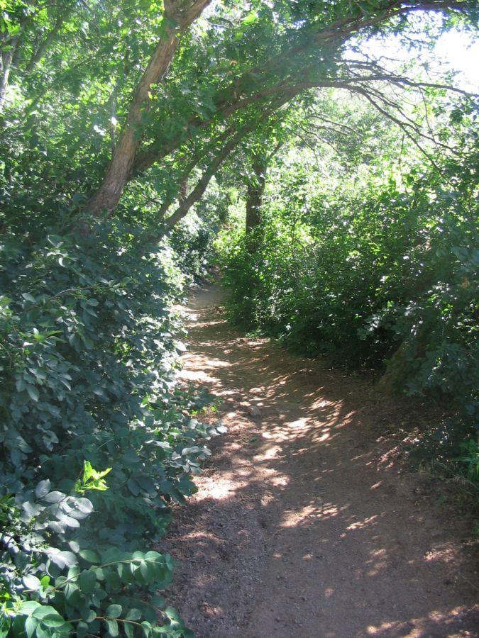 A narrow dirt path winding through lush green foliage and trees, with sunlight filtering through the leaves, creating dappled shadows on the ground. Palmer Park mountain bike trail.