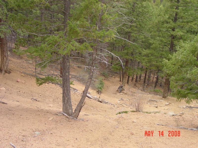 A forested landscape with a sandy ground and several evergreen trees, showcasing a mix of green foliage and bare branches. The image captures a natural setting, highlighting the earthy tones and textures of the terrain. Palmer Trail / Section 16 mountain bike trail.
