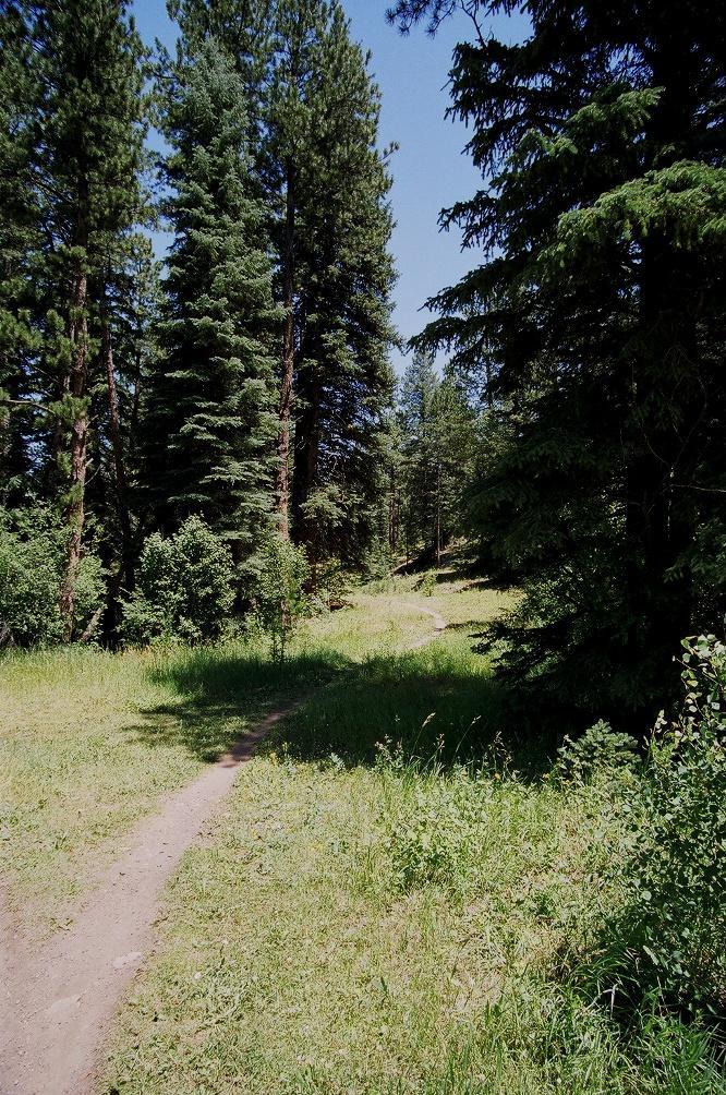 A sunlit dirt path winding through a lush green forest, flanked by tall pine trees and dense underbrush. The scene captures a peaceful, natural setting with a clear blue sky above. Colorado Trail: Green Mountain mountain bike trail.