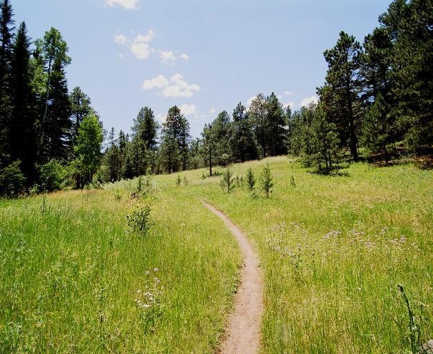 A winding dirt path meanders through a lush green meadow, bordered by tall trees and dotted with wildflowers, under a bright blue sky with fluffy white clouds. Colorado Trail: Green Mountain mountain bike trail.