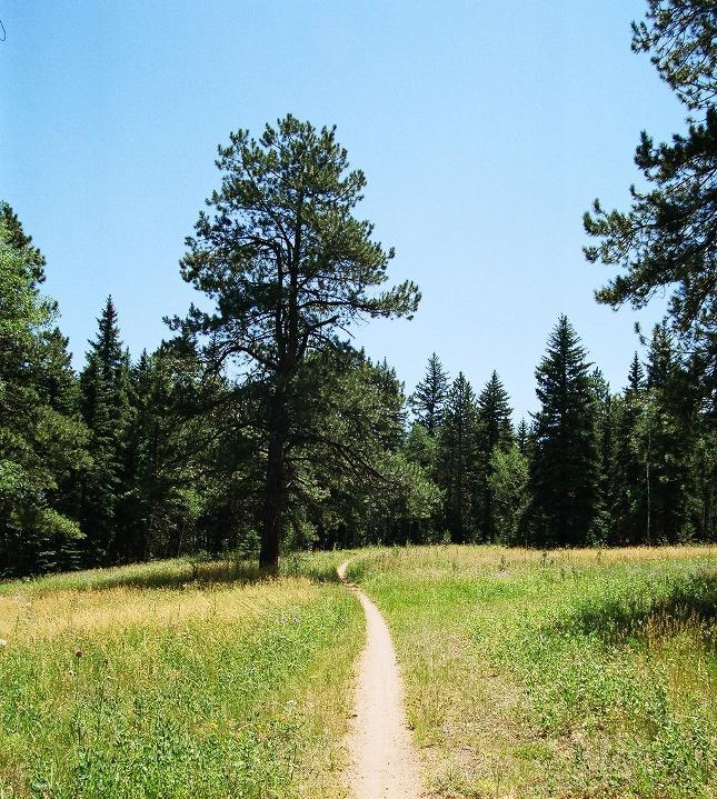 A serene dirt path winding through a grassy field, surrounded by tall trees under a clear blue sky. The scene evokes a sense of tranquility and connection with nature. Colorado Trail: Green Mountain mountain bike trail.