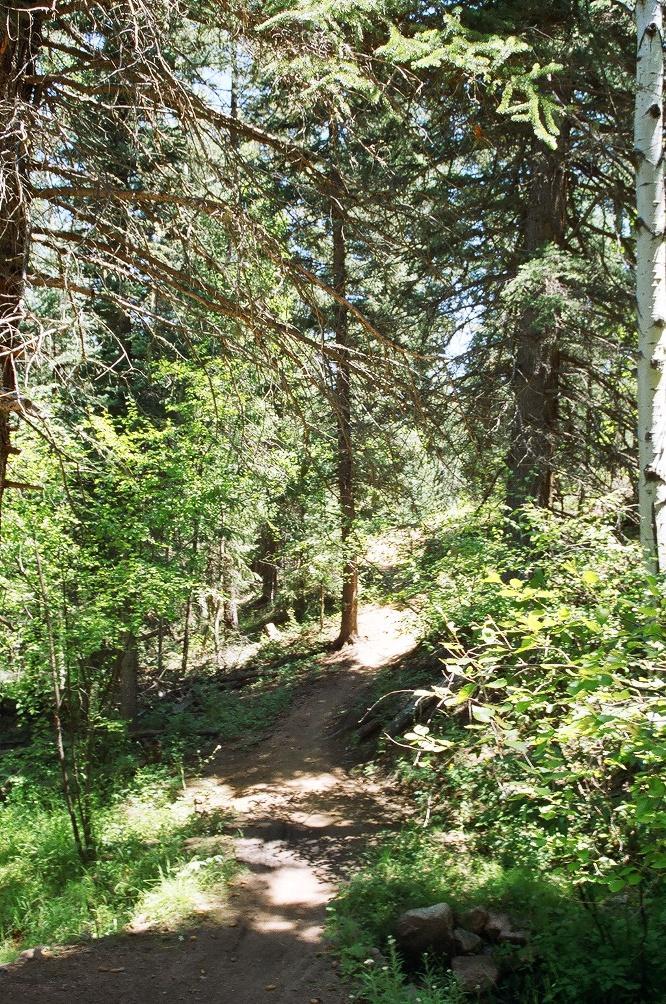 A natural dirt path winding through a lush forest, surrounded by tall trees and greenery, with sunlight filtering through the branches. Colorado Trail: Green Mountain mountain bike trail.