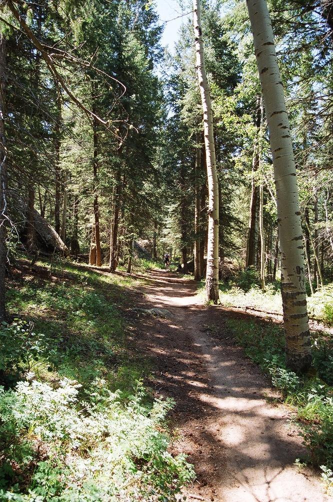 A sunny forest path winding through tall trees, surrounded by lush greenery and dappled sunlight. The trail is dirt, with patches of grass and small plants along the sides, inviting walkers to explore the peaceful natural setting. Colorado Trail: Green Mountain mountain bike trail.