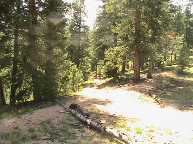 A scenic forest path illuminated by sunlight, surrounded by tall evergreen trees and patches of grass. A fallen log lies on the ground, adding to the natural tranquility of the setting. Colorado Trail: Green Mountain mountain bike trail.