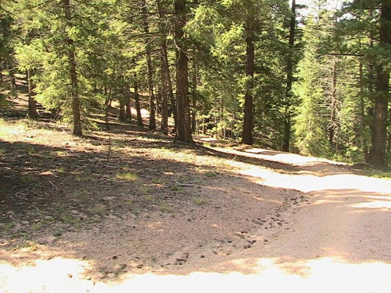 A winding dirt path cuts through a sunlit forest, surrounded by tall pine trees. The ground is covered with a mix of dirt and scattered pine needles, with gentle slopes visible in the background. Colorado Trail: Green Mountain mountain bike trail.