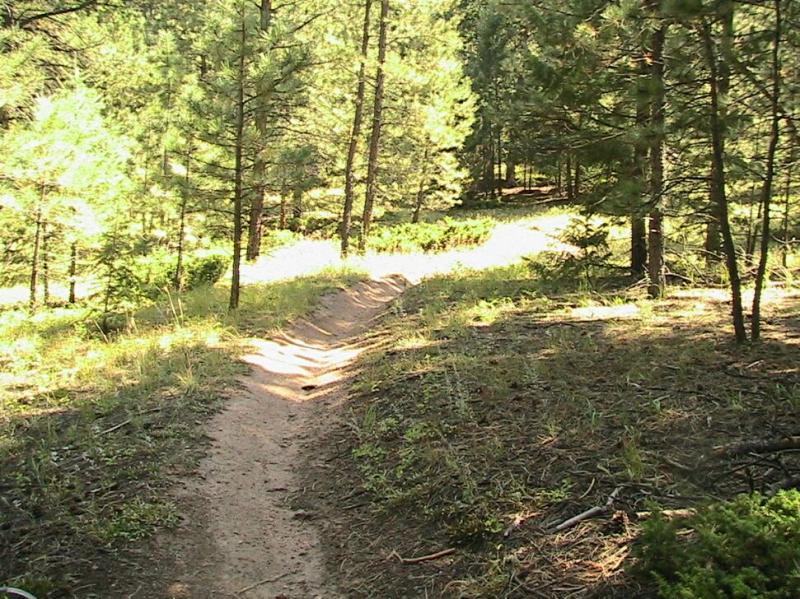 A peaceful forest path winding through tall pine trees, with dappled sunlight illuminating the sandy trail and surrounding greenery. Colorado Trail: Green Mountain mountain bike trail.