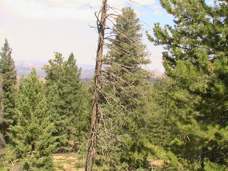A dense forest scene featuring a mix of evergreen trees, including one prominent dead tree with bare branches, set against a backdrop of distant mountains and a clear blue sky. Colorado Trail: Green Mountain mountain bike trail.