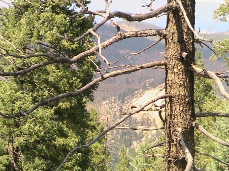 A view of a forest landscape featuring a prominent, textured tree trunk with twisted branches. In the background, there are layers of mountains, partially obscured by trees, hinting at a rugged terrain and natural beauty. The scene captures a peaceful yet wild atmosphere. Colorado Trail: Green Mountain mountain bike trail.