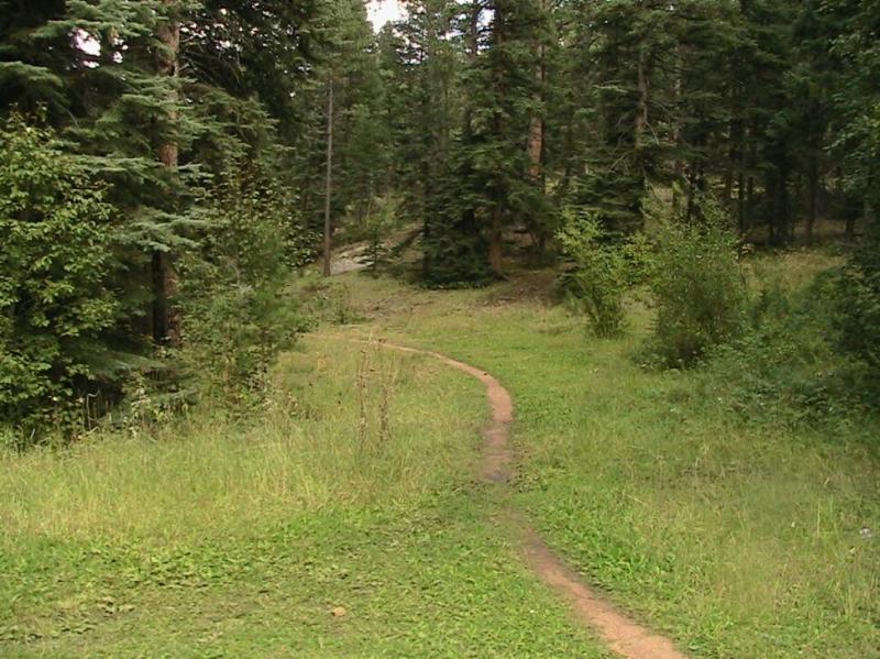 A winding dirt path leads through a lush green clearing surrounded by tall trees in a forested area. The scene is tranquil, with a mix of grass and foliage lining the path, creating a serene outdoor atmosphere. Colorado Trail: Green Mountain mountain bike trail.