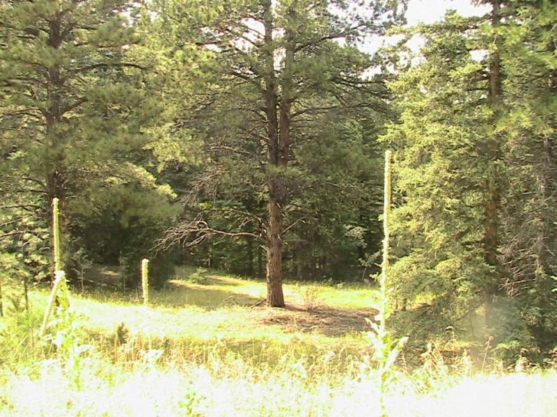 A wooded area featuring tall green trees, with a small clearing in the center. The sunlight filters through the branches, illuminating the ground and surrounding foliage. Colorado Trail: Green Mountain mountain bike trail.