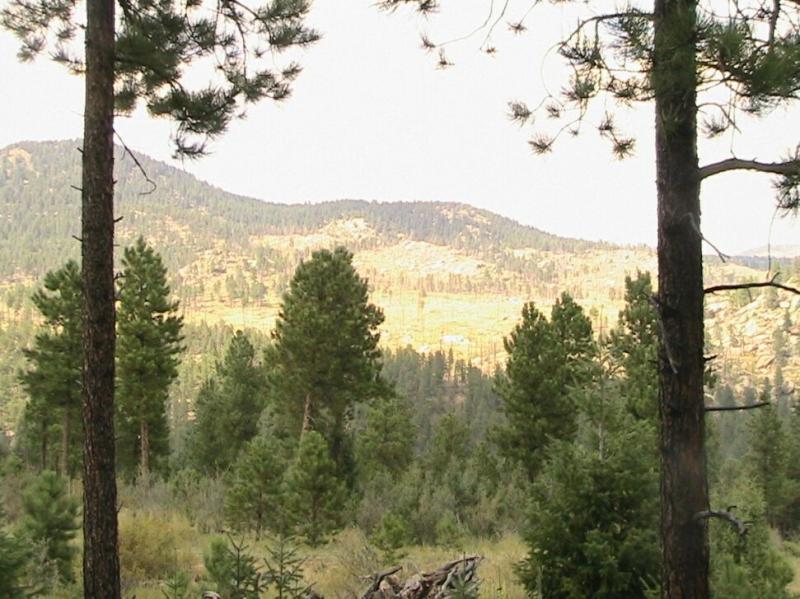 A scenic view of a mountainous landscape framed by tall pine trees, showcasing a distant grassy slope with gentle hills under a pale sky. Colorado Trail: Green Mountain mountain bike trail.