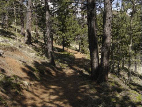 A winding dirt path through a forest, surrounded by tall trees and patches of greenery, with dappled sunlight filtering through the foliage. Bear Creek Canyon Loop mountain bike trail.