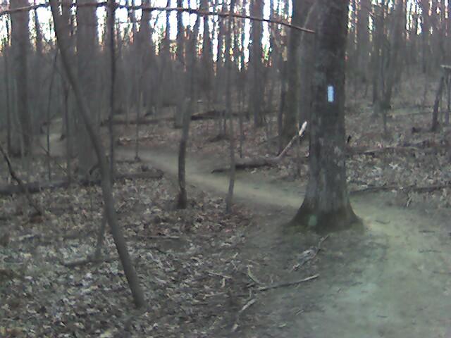 A dirt path splitting into two trails surrounded by bare trees in a wooded area, with fallen leaves scattered on the ground. A tree trunk is visible in the foreground, marked with a blue trail marker. The scene has a serene, natural ambiance. Seneca Creek State Park Trail mountain bike trail.