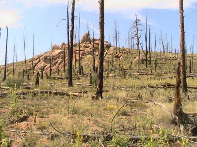 A landscape featuring a hill with a cluster of large rocks, surrounded by a mix of scorched tree trunks and green vegetation. The scene shows signs of a previous fire, with many dead trees standing upright and a clear blue sky above. Colorado Trail: Morrison Creek / Lunar Loop mountain bike trail.